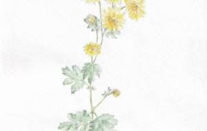 小菊 - 草地美波