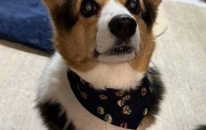 犬のバンダナ - 龍我