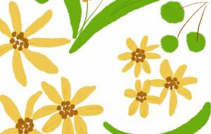 flower - とん