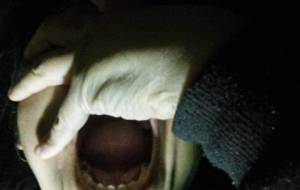 今晩も妄想カラスの羽の音 - 真鍋哲地