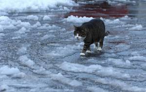 御誕生寺の猫 221225-2 - うっち