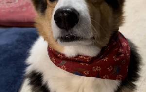 わんちゃんバンダナ - 龍我