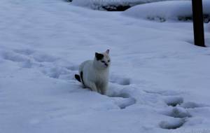 御誕生寺の猫 230101 - うっち