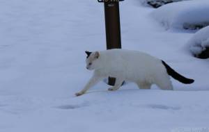 御誕生寺の猫 20230102 - うっち