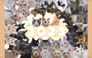 兎年ねこーず年賀状 - Lion