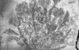 はな - 久保田 俊