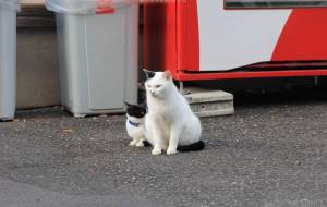 御誕生寺の猫 230105 - うっち