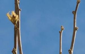 冬の華 - 林田きよし