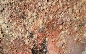 さくら - 久保田 俊