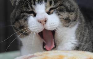 御誕生寺の猫230108 - うっち