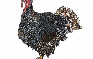 シチメンチョウ - YU