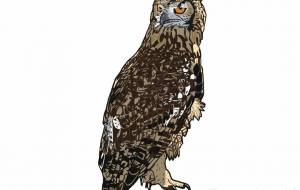 ベンガルワシミミズク - YU