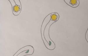 空気に包まれた花 - 絵円モモ(えまるもも)