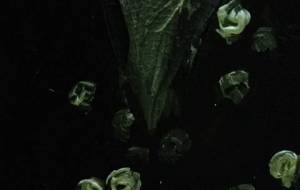 北の死神が死者ばらまいてる - 真鍋哲地