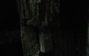 猫が面白がってネズミ、、、をみたいに - 真鍋哲地