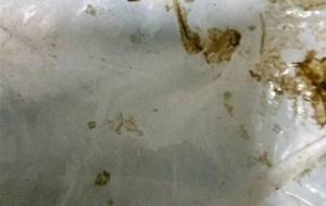 汚れの幸せないし、僕のこと - 真鍋哲地