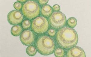 丸の集い - 絵言葉