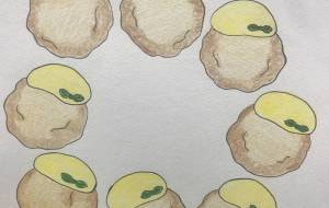 愛するじゃがいも - 絵言葉