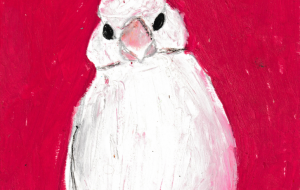 かわいい文鳥ちゃん - ルーナ