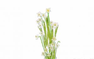 春を待つ - YOSHIMI