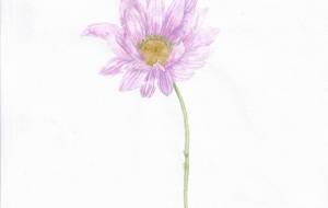 紫小菊 - 草地美波