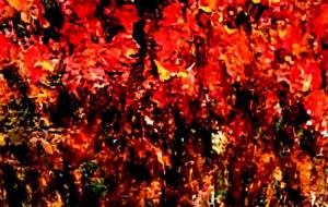 はな - 久保田 俊