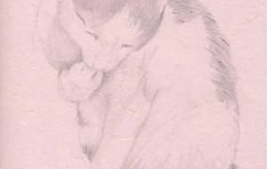 毛づくろいする猫 - Cano