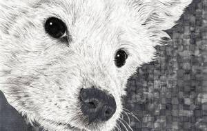 Yuto the White Dog - 山田貴裕