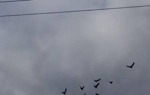 鳥達、今飛び立つ - 真鍋哲地