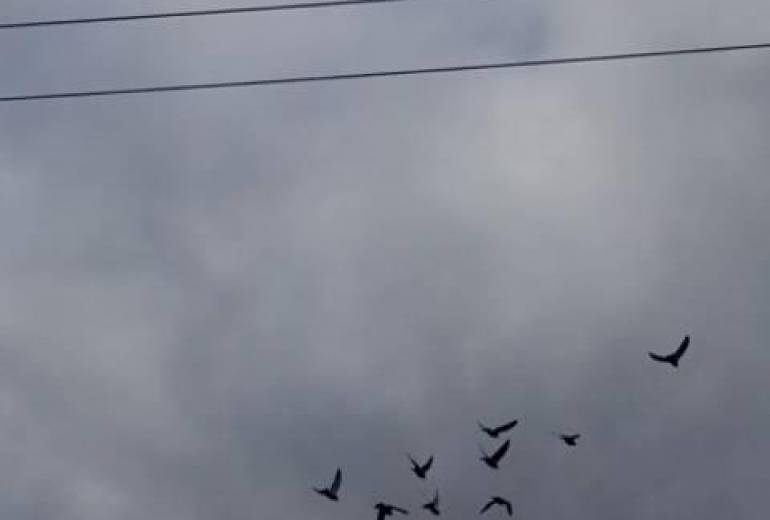 鳥達、今飛び立つ