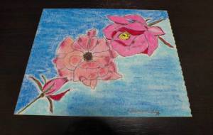 風花蕾 - 明紅葉