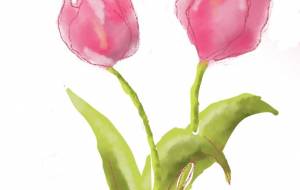 チューリップ - nao.k