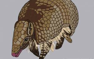 ミツオビアルマジロ - YU