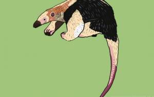 ミナミコアリクイ - YU