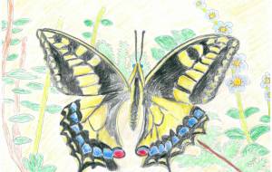 アゲハ蝶 - 猫職人