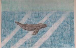 海で泳ぐクジラ - とくみ 