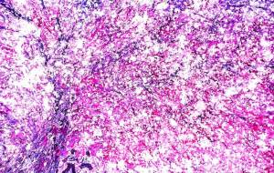 サクラ 哲地く~ん、やっとるな。 - 久保田 俊