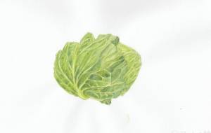 フレッシュキャベツ - 草地美波