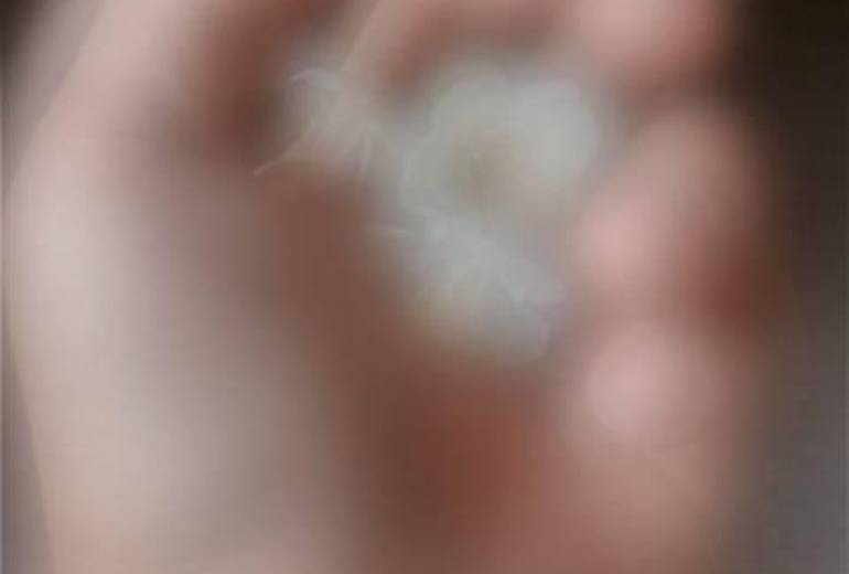 手のひらの梅の花、優しい、