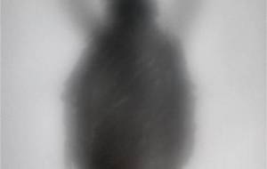 後光のある、母さん - 真鍋哲地