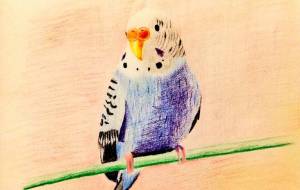 セキセイインコ - 黄宮碧斗KOMIYA AOTO