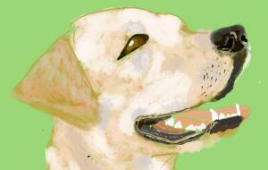 ラブラドール - nao.k