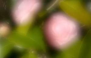 春の日差し微笑んでる、母さんみたい - 真鍋哲地