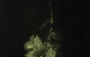 恩師さん思い出、恩師さん花の絵 - 真鍋哲地