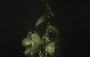 花へ - 真鍋哲地 