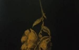 花天(孤独天涯華)完全体 - 真鍋哲地