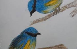 しあわせの青い鳥 - とも