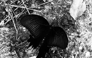 夏の終わり - 絵言葉