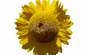 あの夏の日 - くみぱんつ