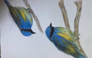 しあわせの青い鳥 - とも